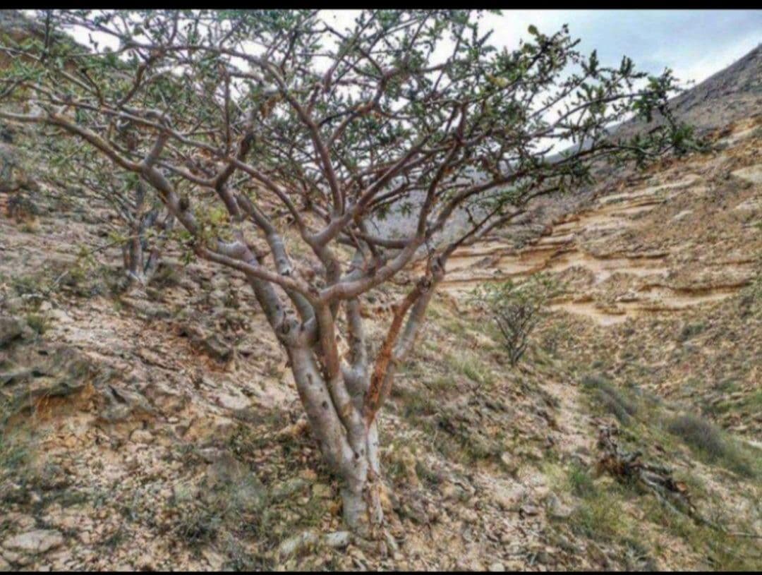 300gr 最高級フランキンセンス樹脂香 乳香 レジン インセンス オマーン産