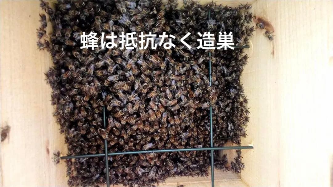 日本蜜蜂 重箱式巣箱4段 スライド底板 付巣門台座