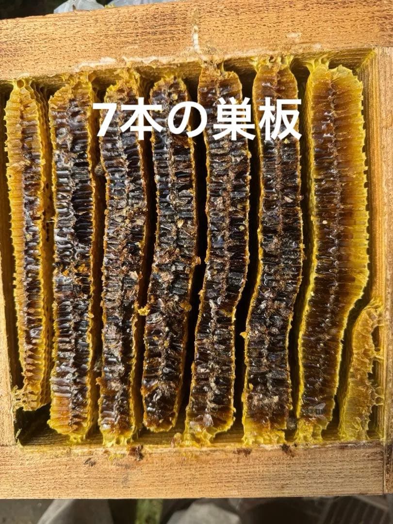 日本蜜蜂 重箱式巣箱4段 スライド底板 付巣門台座