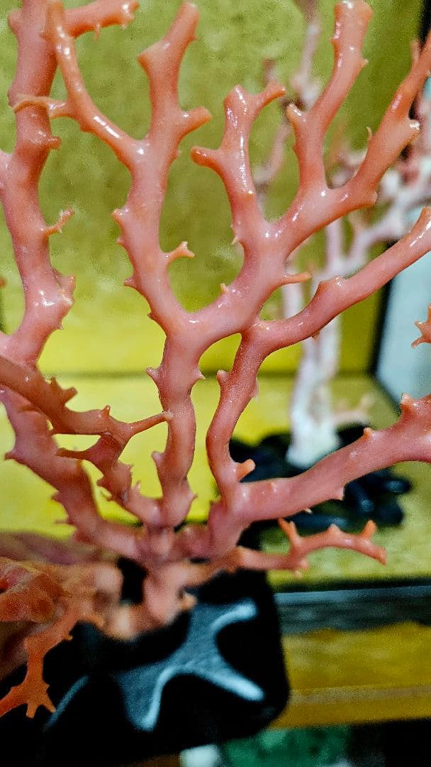 れいこ　　　珊瑚　サンゴ　置物