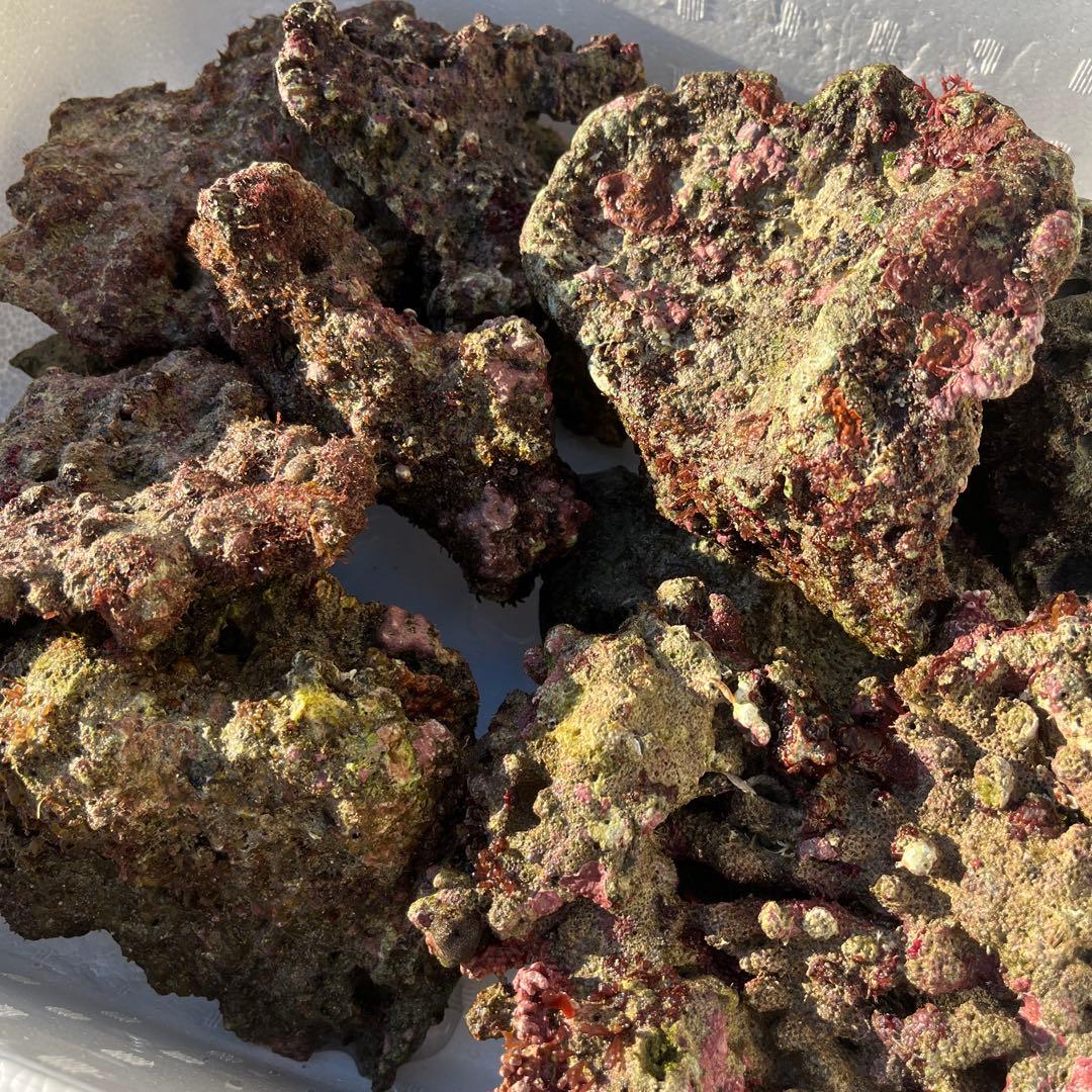 天然ライブロック　ドイツパン