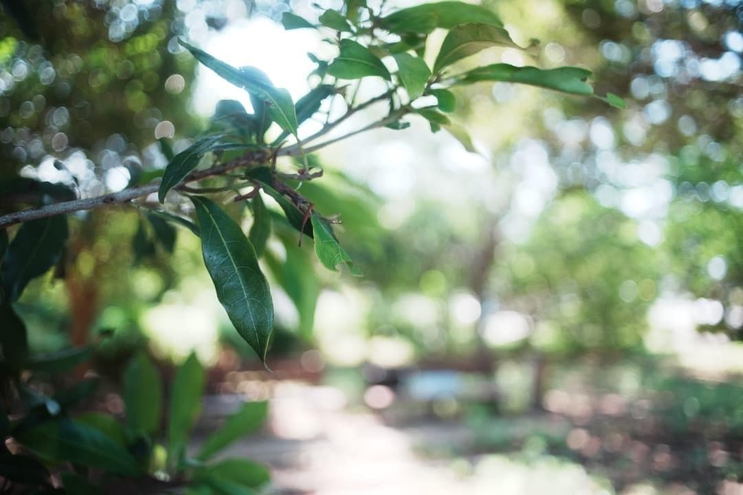 Rikenon P 28mm F2.8｜自然な色とやわらかい描写 713