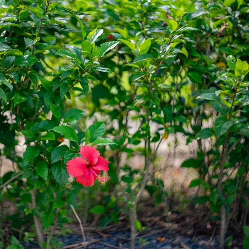 78　新品同様　希少ヘリオス　77M-4　ぐるぐるボケレンズ　　M42