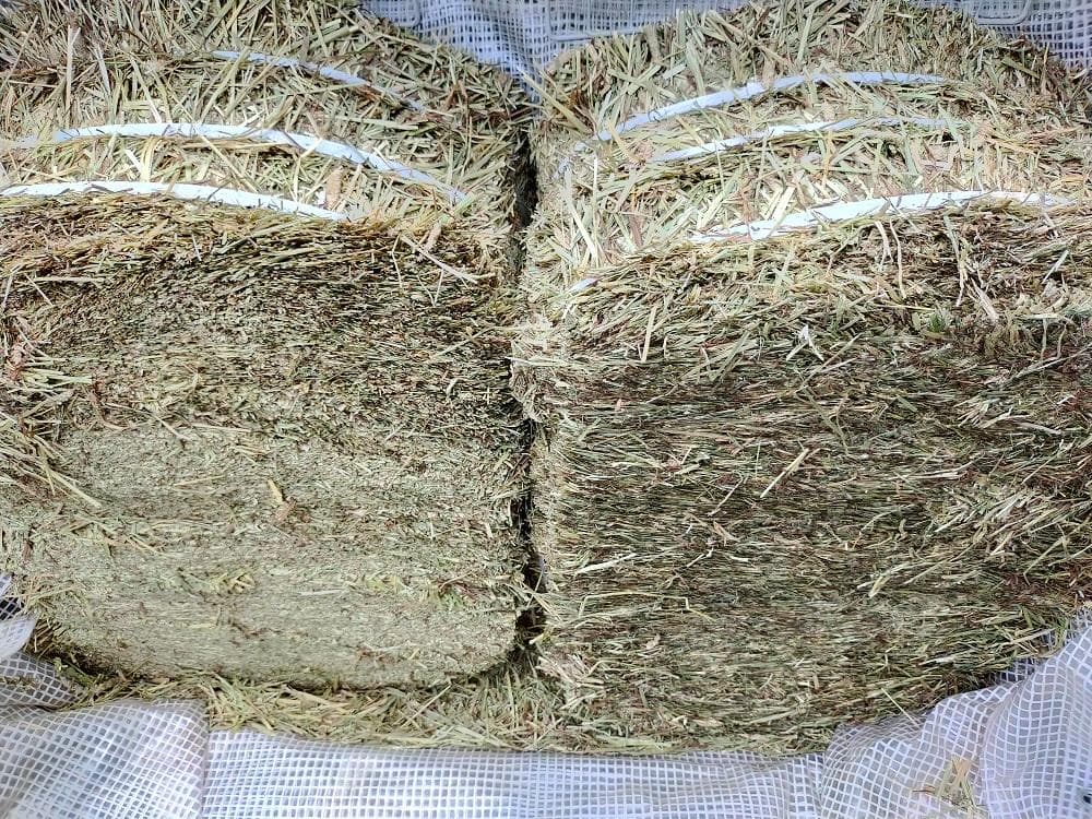 【1/14まで】 カナダ産 チモシー 50kg スーパープレミアム １番刈り