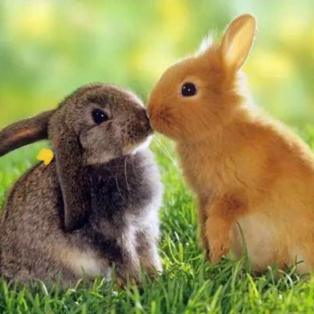 化粧水・ローション・トナー SK-II