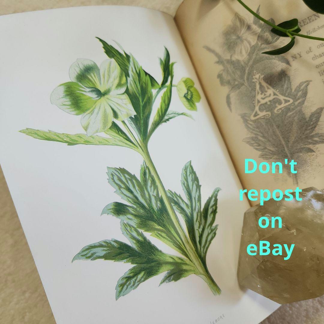 植物図鑑　洋書　ボタニカルアート　アンティーク　リトグラフ　23