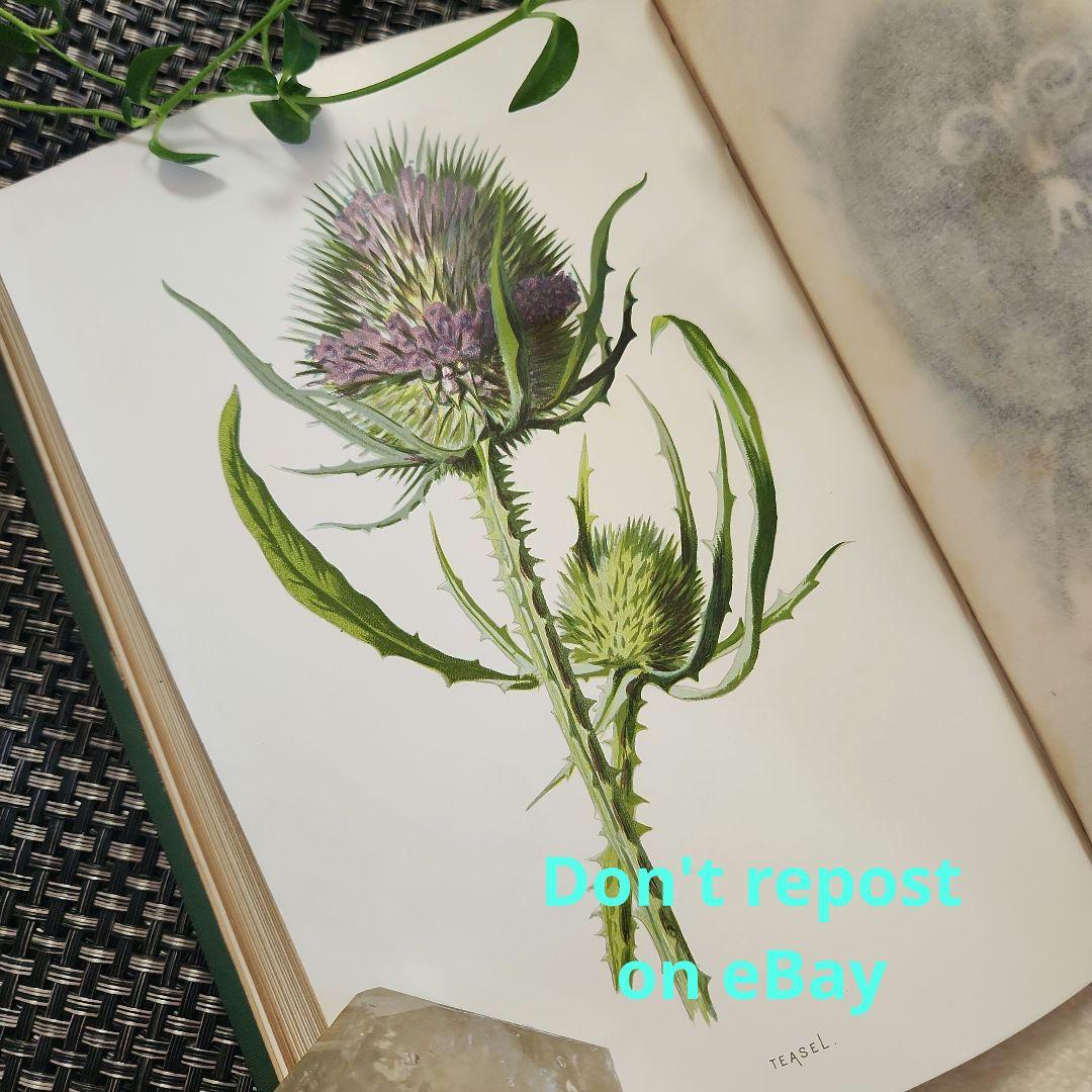 植物図鑑　洋書　ボタニカルアート　アンティーク　リトグラフ　23