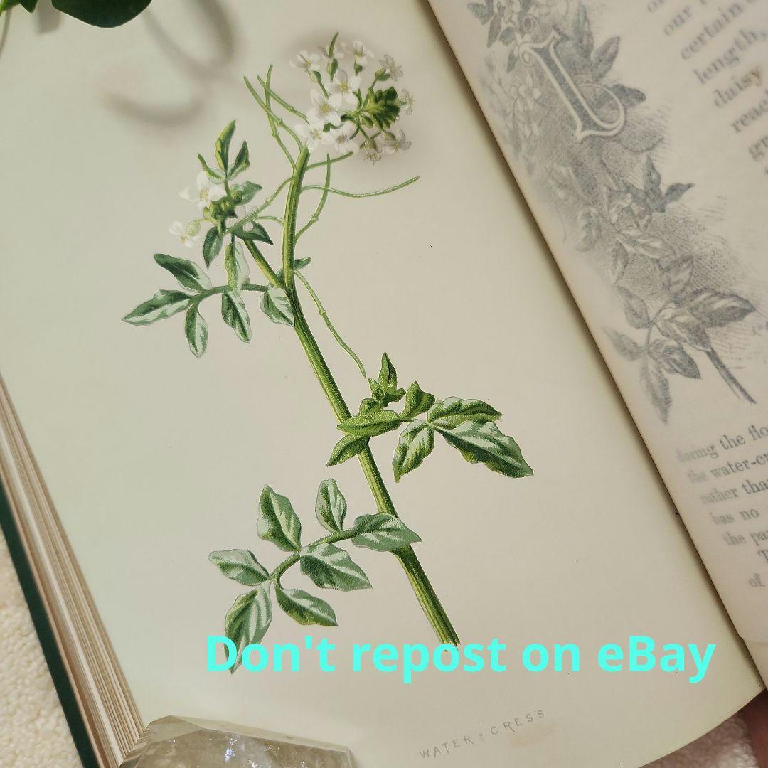 植物図鑑　洋書　ボタニカルアート　アンティーク　リトグラフ　23