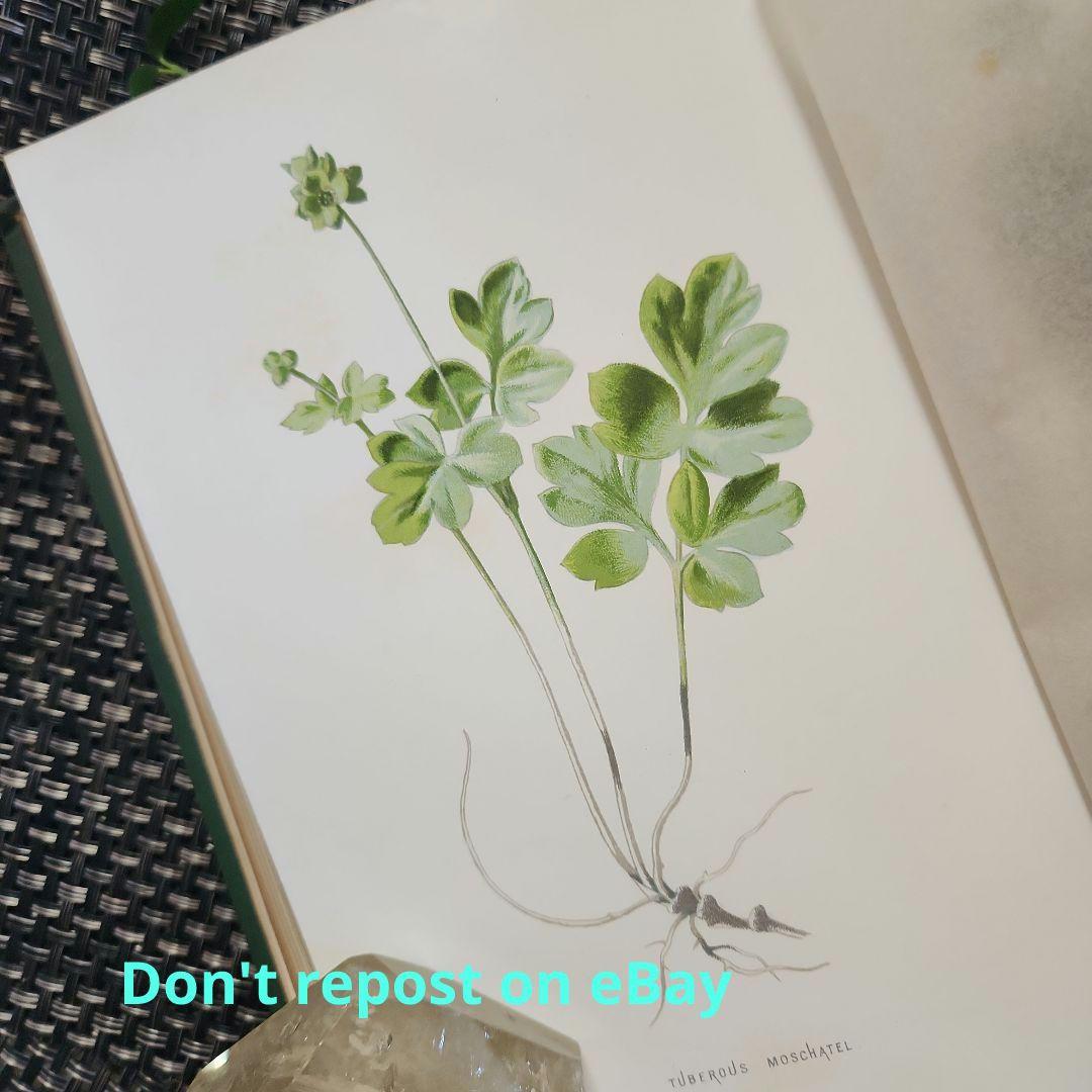植物図鑑　洋書　ボタニカルアート　アンティーク　リトグラフ　23