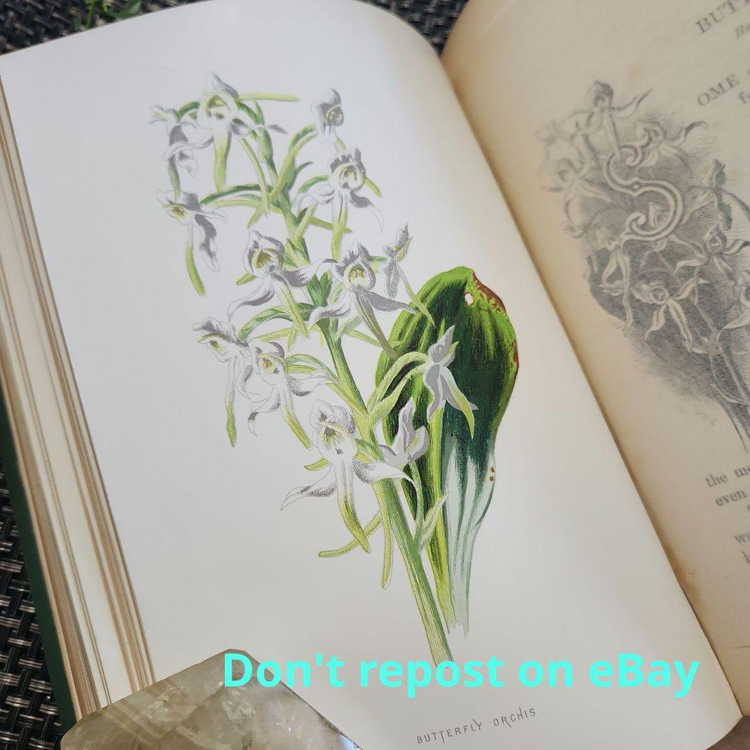 植物図鑑　洋書　ボタニカルアート　アンティーク　リトグラフ　23