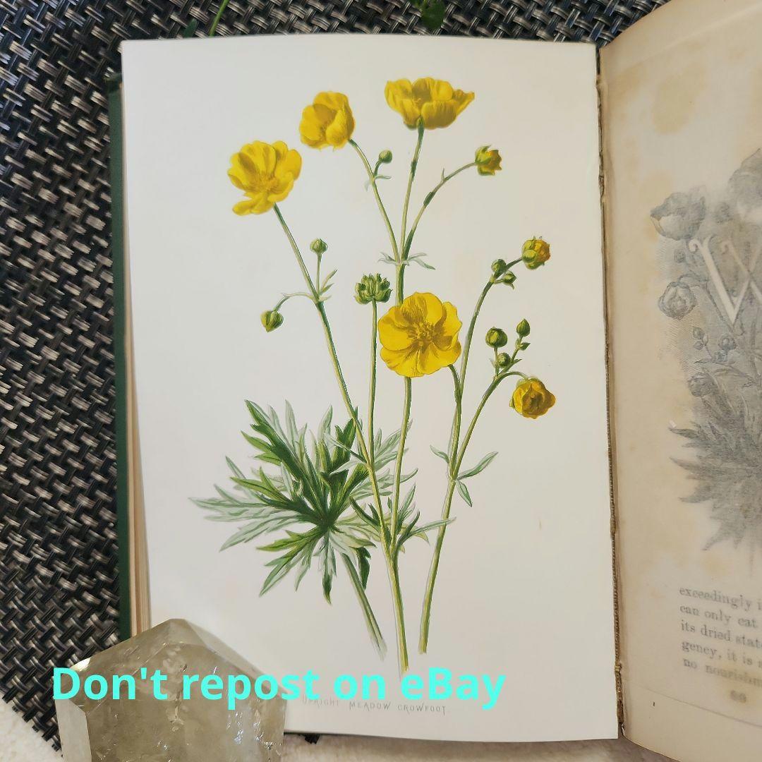 植物図鑑　洋書　ボタニカルアート　アンティーク　リトグラフ　23