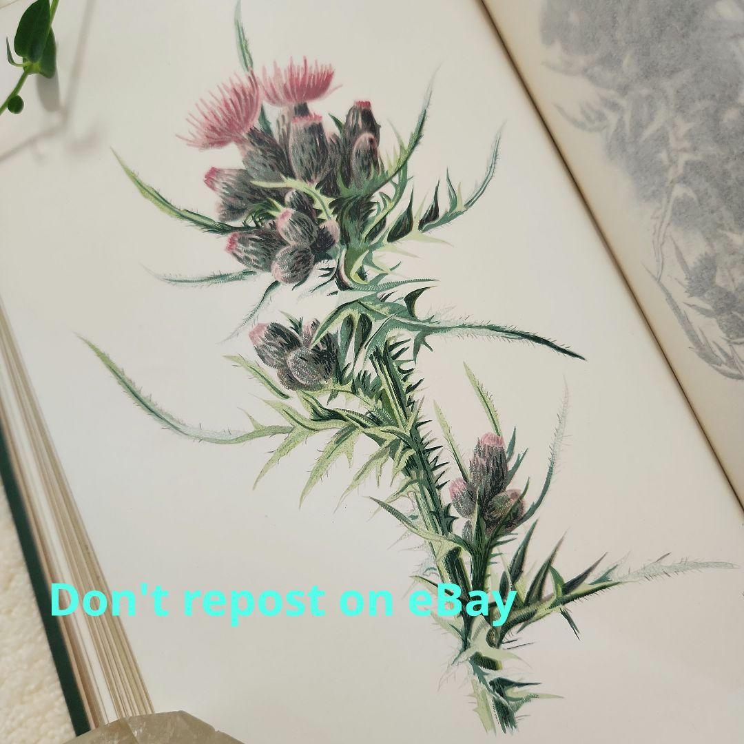 植物図鑑　洋書　ボタニカルアート　アンティーク　リトグラフ　23