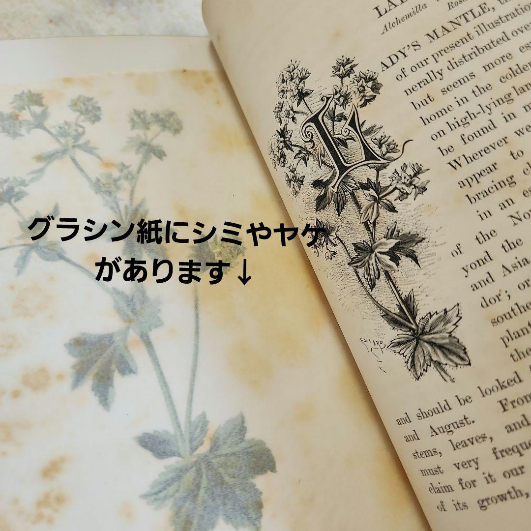 植物図鑑　洋書　ボタニカルアート　アンティーク　リトグラフ　23