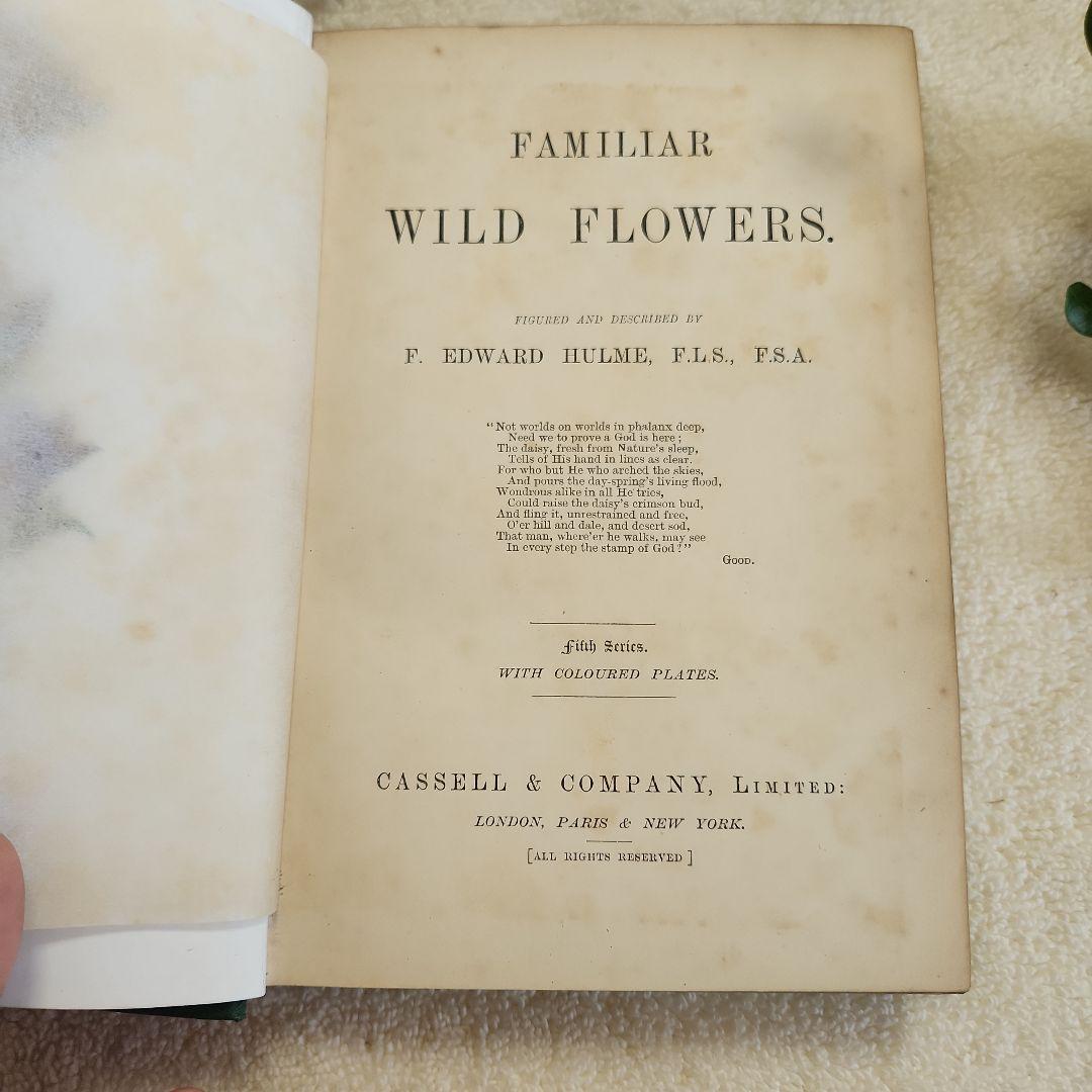 植物図鑑　洋書　ボタニカルアート　アンティーク　リトグラフ　23