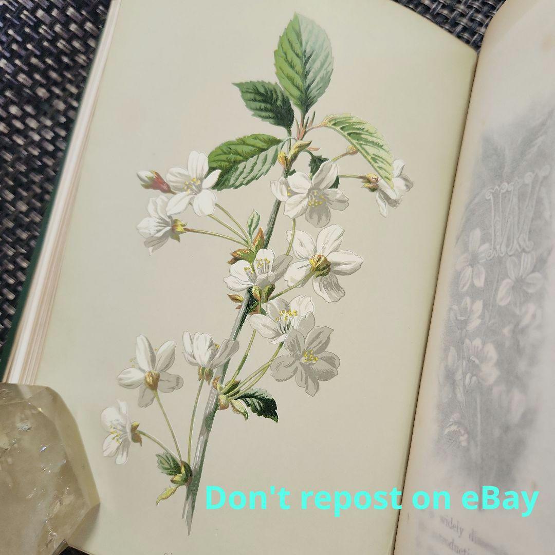 植物図鑑　洋書　ボタニカルアート　アンティーク　リトグラフ　23