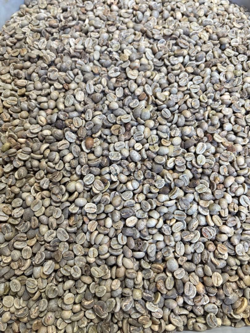 爆安!!【コーヒー生豆】タンザニアAA 5kg※送料無料