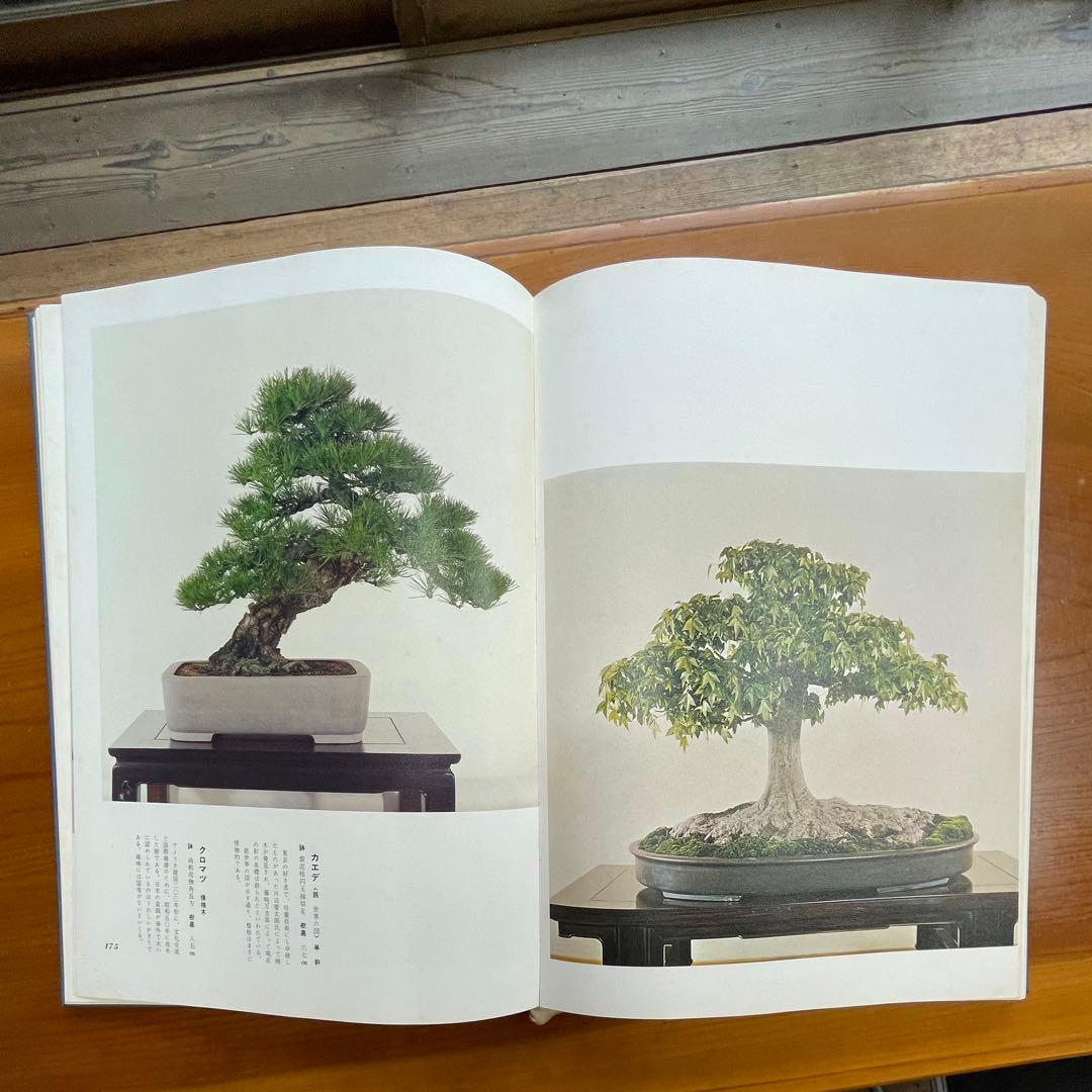松柏盆栽大観 BONSAI MASTERPIECES OF CONIFERS