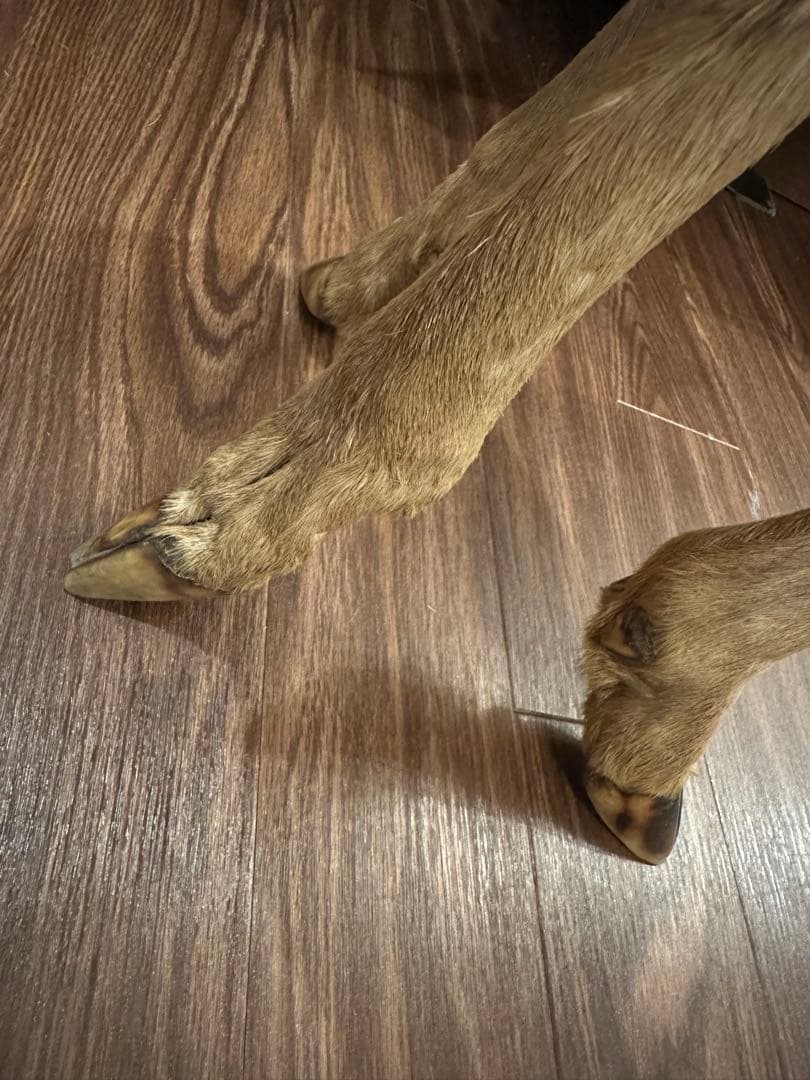 動物の足デザイン スツール　アンティーク剥製　ユニーク