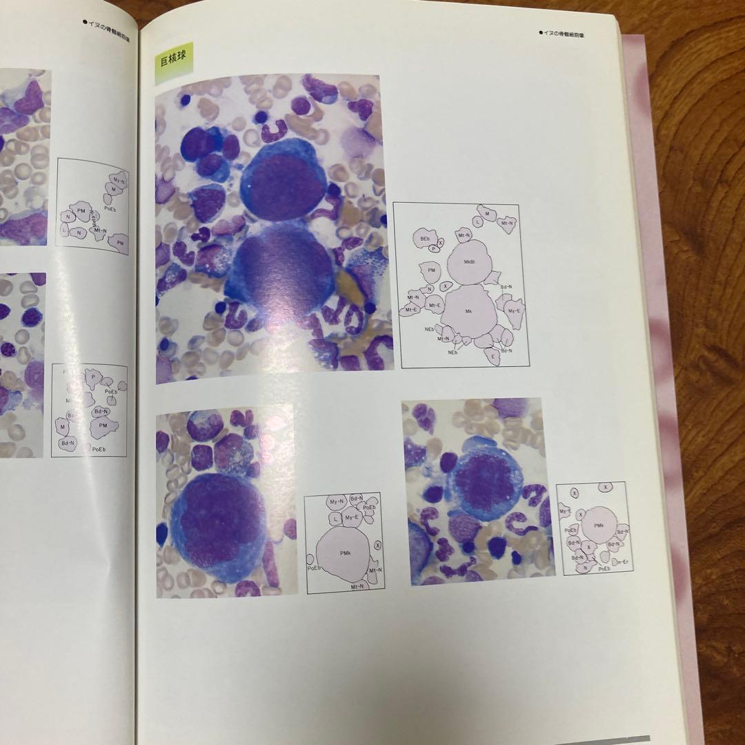 家畜血液図説 チクサン出版