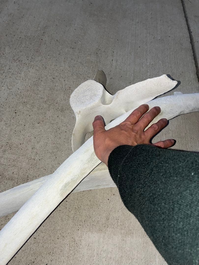 k*o様 くじら・いるか　骨　鯨　イルカ　4点セット