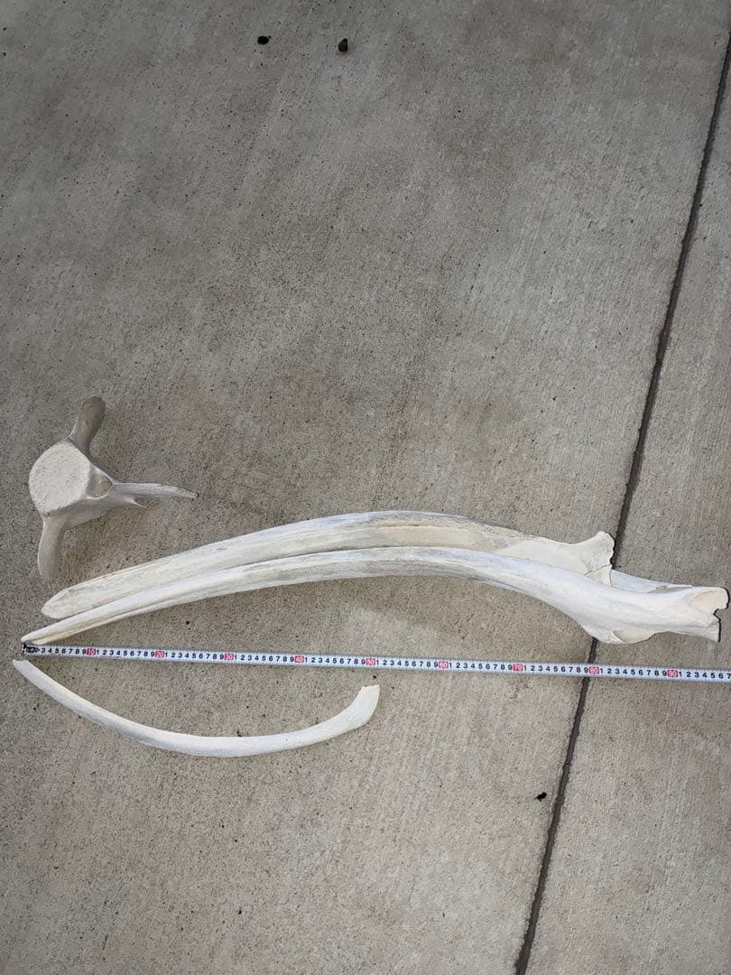 k*o様 くじら・いるか　骨　鯨　イルカ　4点セット