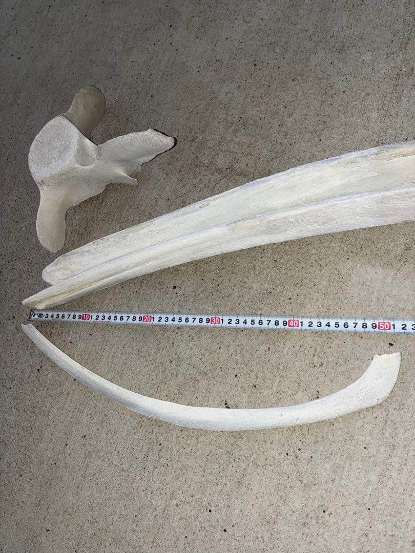 k*o様 くじら・いるか　骨　鯨　イルカ　4点セット