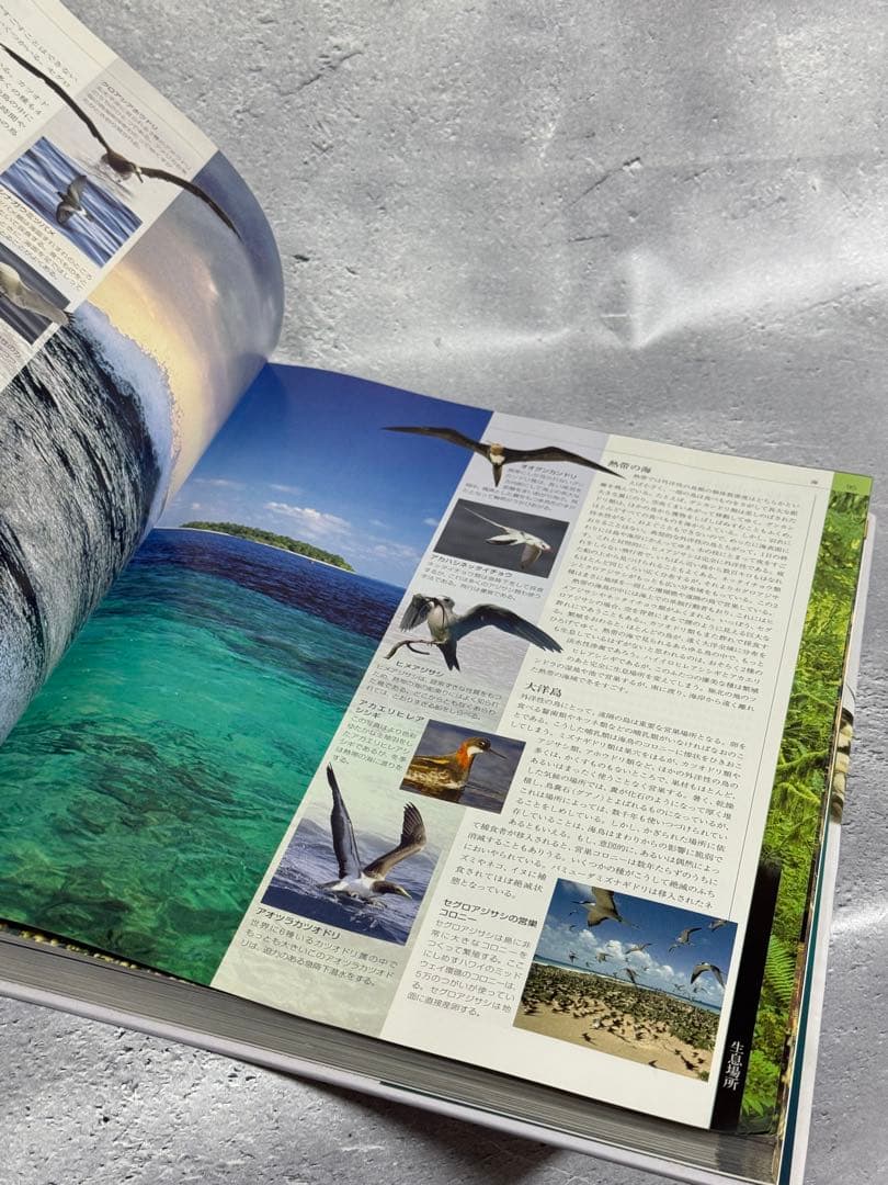 世界鳥類大図鑑 BIRD