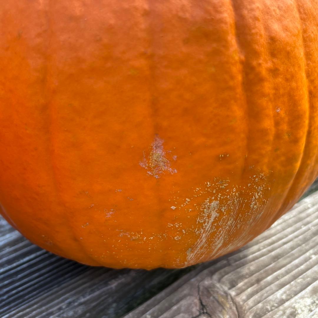 ハロウィンかぼちゃ　本物　3個セット