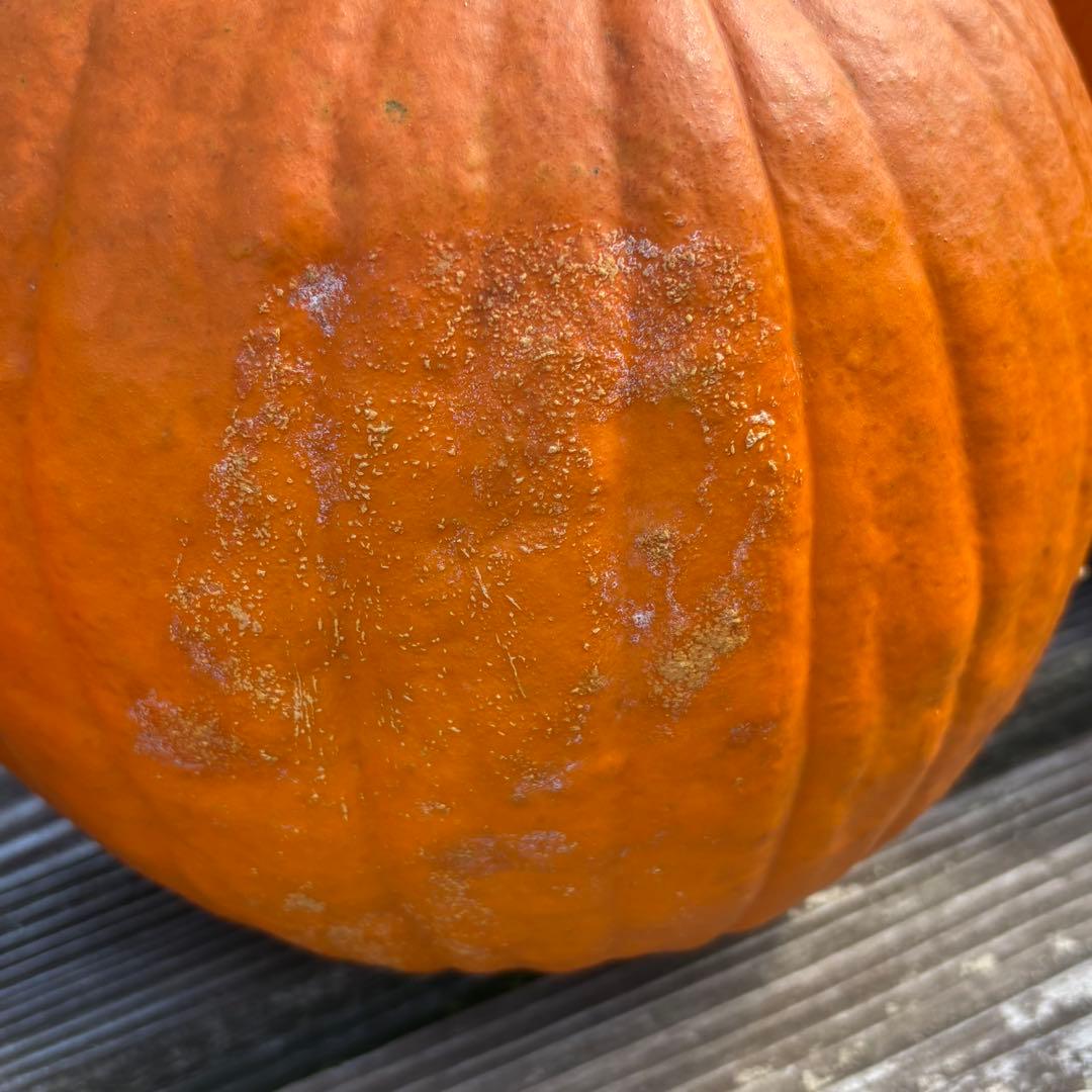 ハロウィンかぼちゃ　本物　3個セット