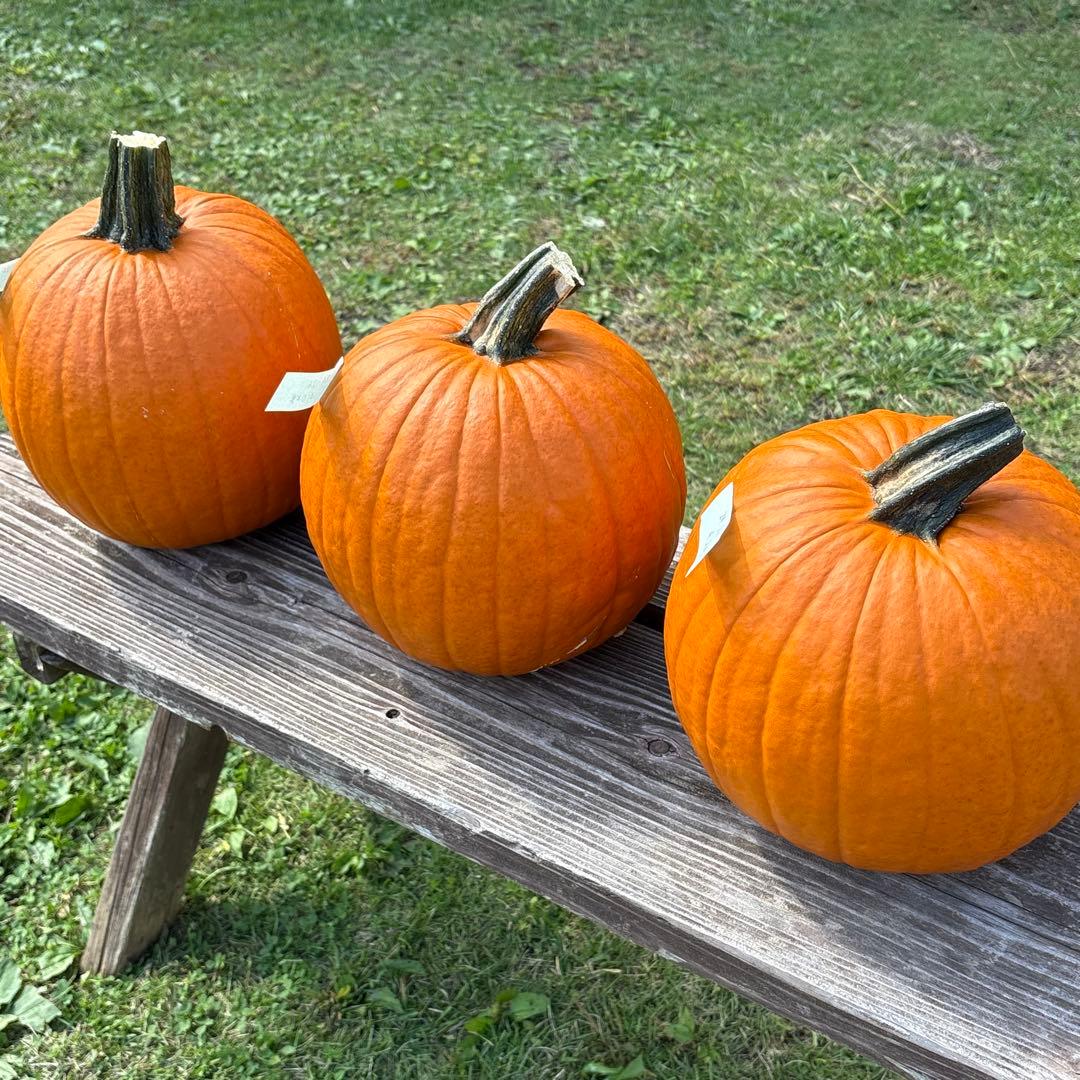 ハロウィンかぼちゃ　本物　3個セット