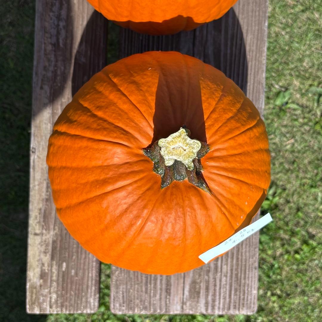 ハロウィンかぼちゃ　本物　3個セット