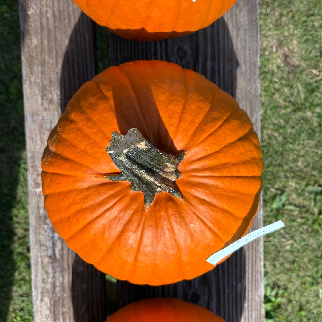 ハロウィンかぼちゃ　本物　3個セット