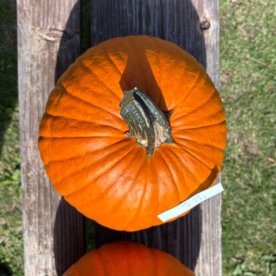 ハロウィンかぼちゃ　本物　3個セット