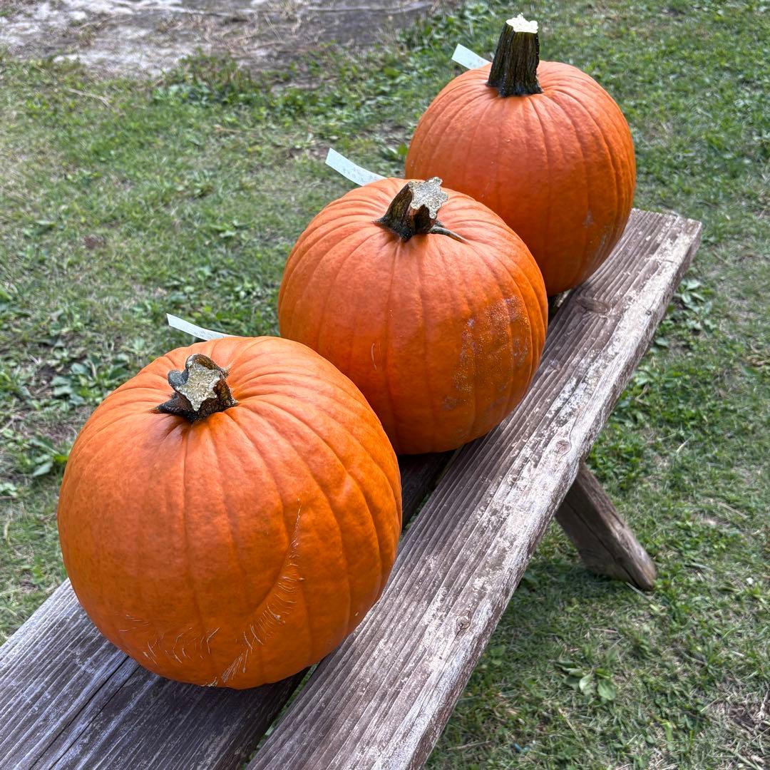 ハロウィンかぼちゃ　本物　3個セット