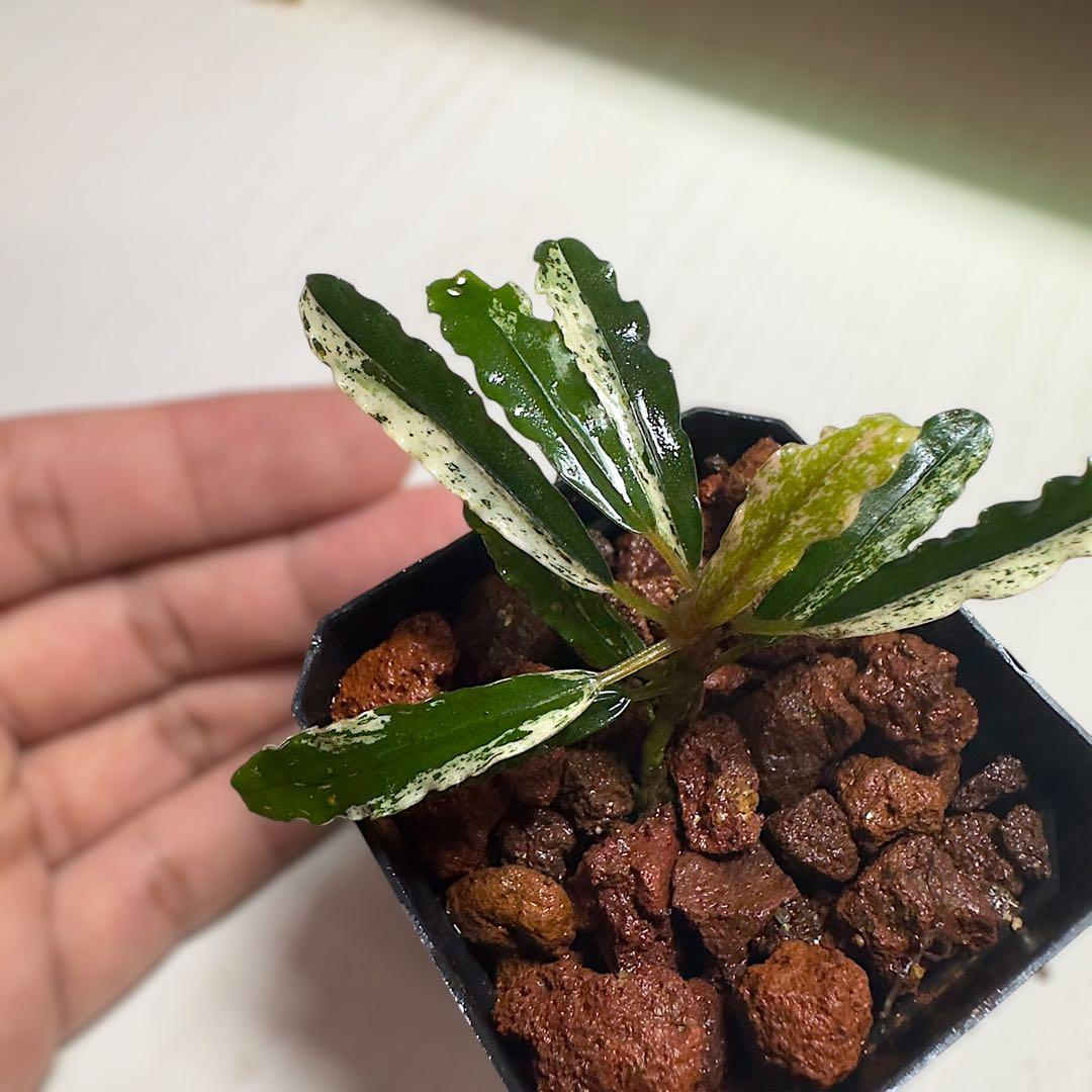 p*y様 ブセファランドラ 斑入り株 Bucephalandra Variega