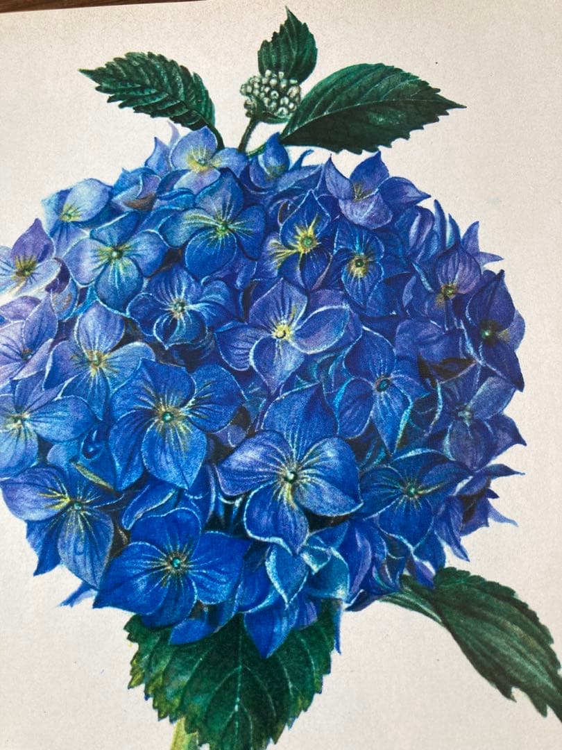 ドイツの植物画集　植物図鑑　ボタニカルアート