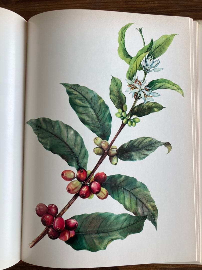 ドイツの植物画集　植物図鑑　ボタニカルアート