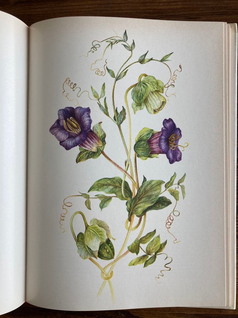 ドイツの植物画集　植物図鑑　ボタニカルアート