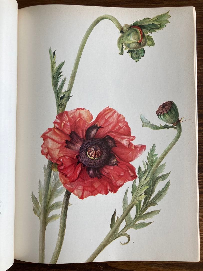 ドイツの植物画集　植物図鑑　ボタニカルアート