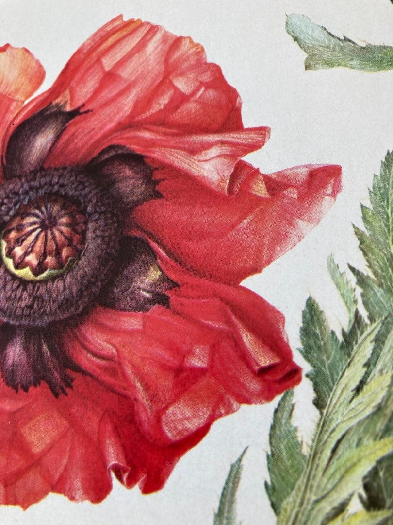 ドイツの植物画集　植物図鑑　ボタニカルアート