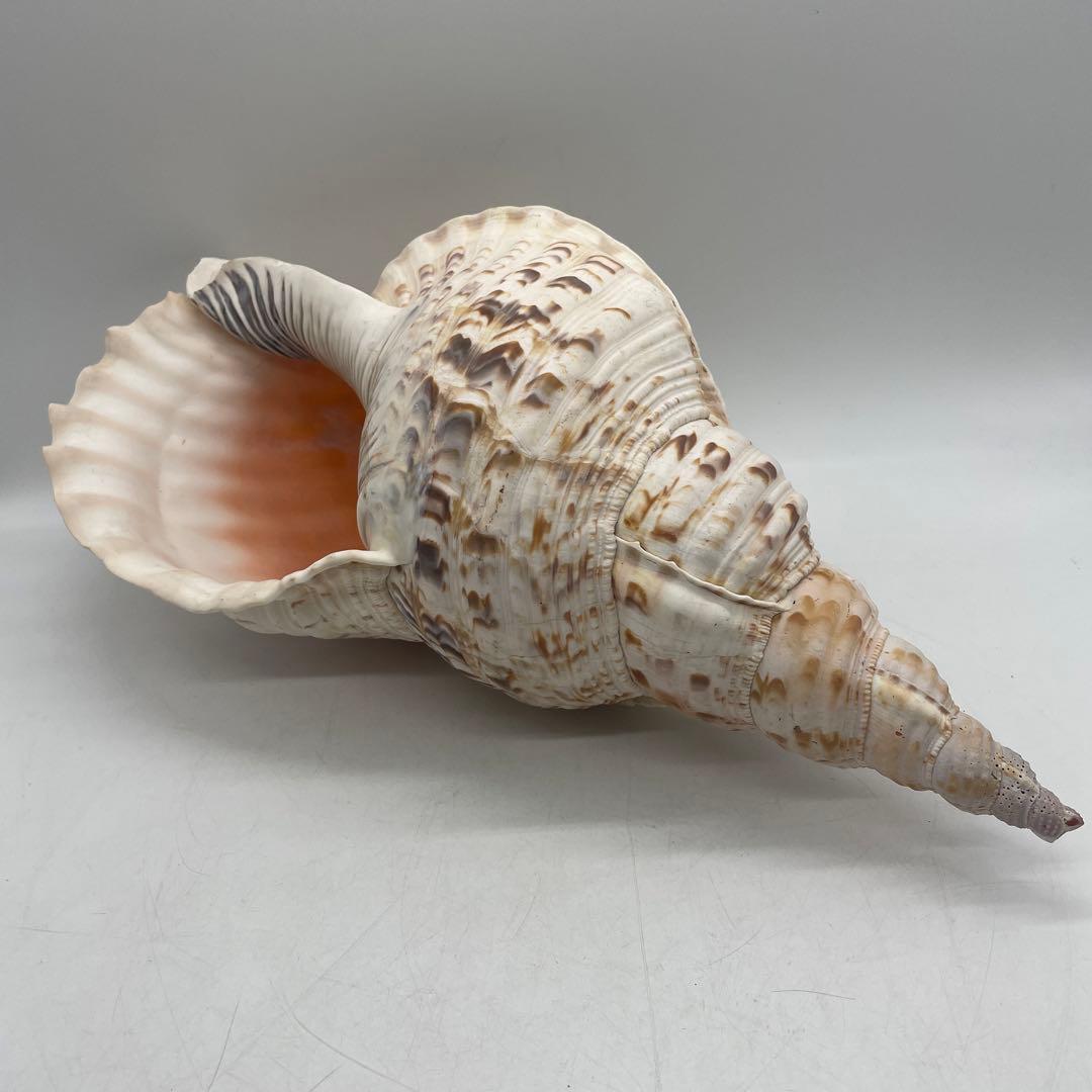 特大 法螺貝 山伏 無量寿経 法華経 螺役 戦国時代 ホラガイ科 和楽器