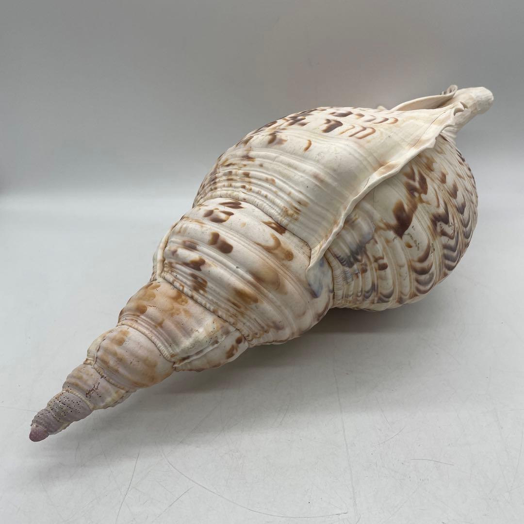 特大 法螺貝 山伏 無量寿経 法華経 螺役 戦国時代 ホラガイ科 和楽器