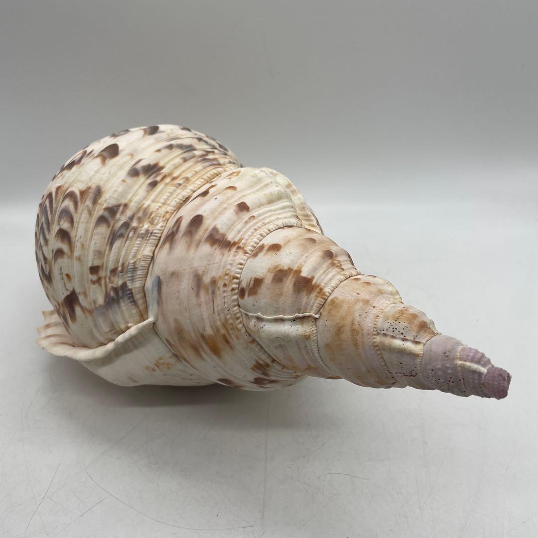 特大 法螺貝 山伏 無量寿経 法華経 螺役 戦国時代 ホラガイ科 和楽器