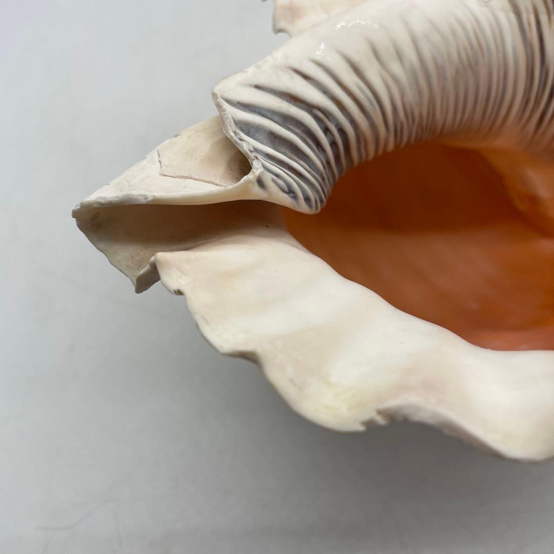 特大 法螺貝 山伏 無量寿経 法華経 螺役 戦国時代 ホラガイ科 和楽器