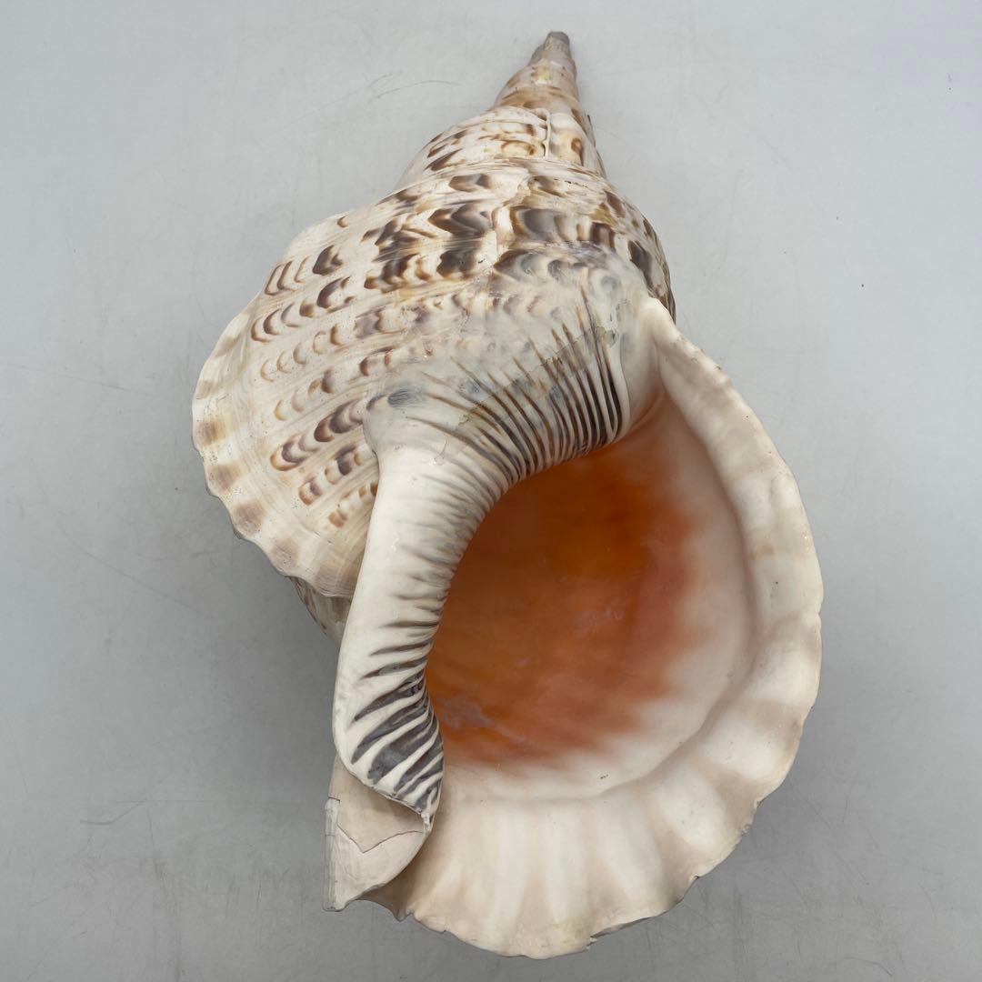 特大 法螺貝 山伏 無量寿経 法華経 螺役 戦国時代 ホラガイ科 和楽器