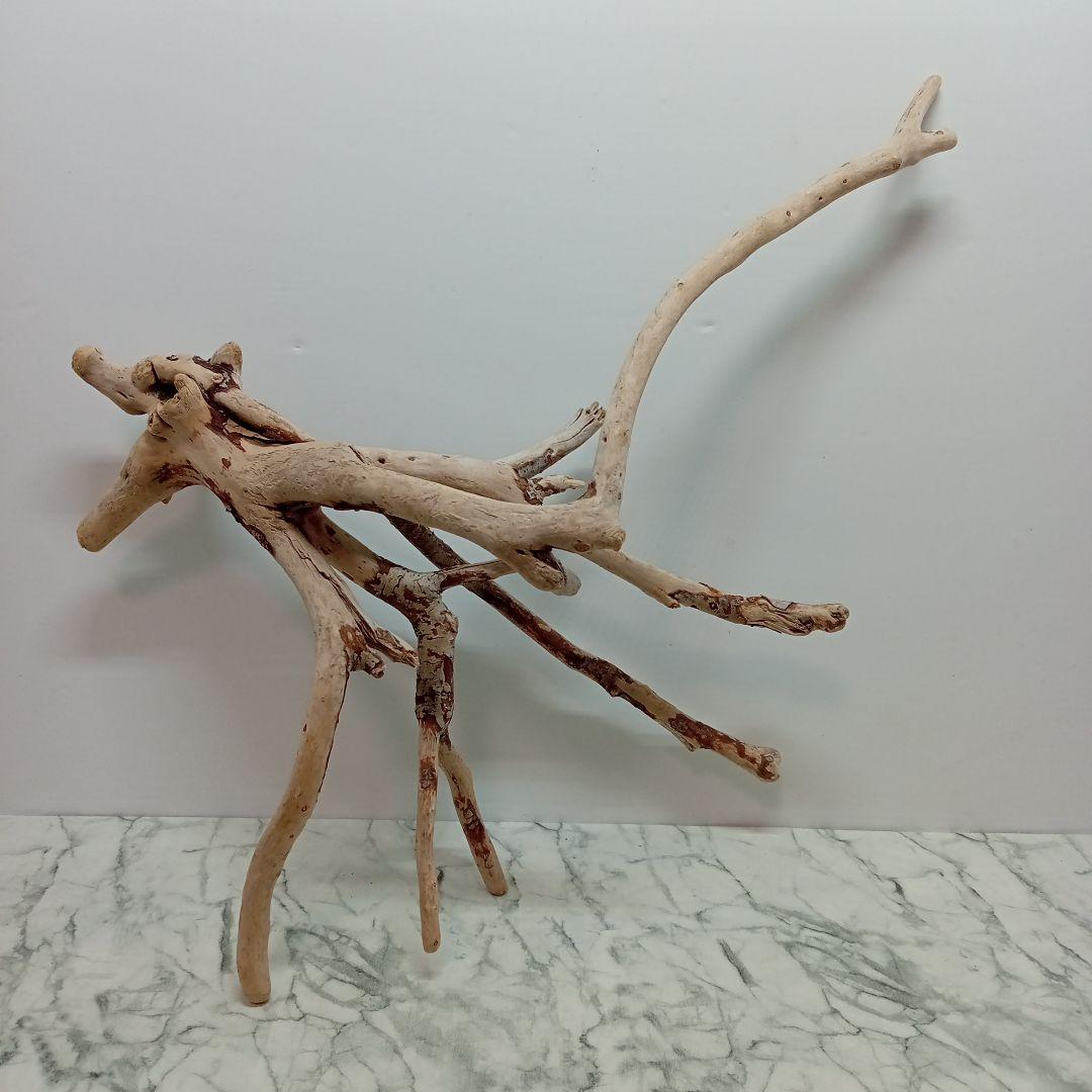 ！専用！アク抜き済み流木【645】セール