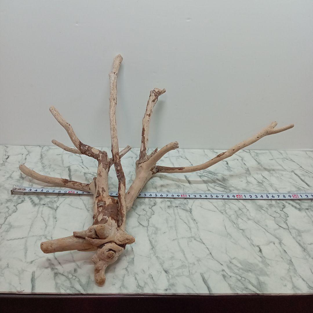 ！専用！アク抜き済み流木【645】セール