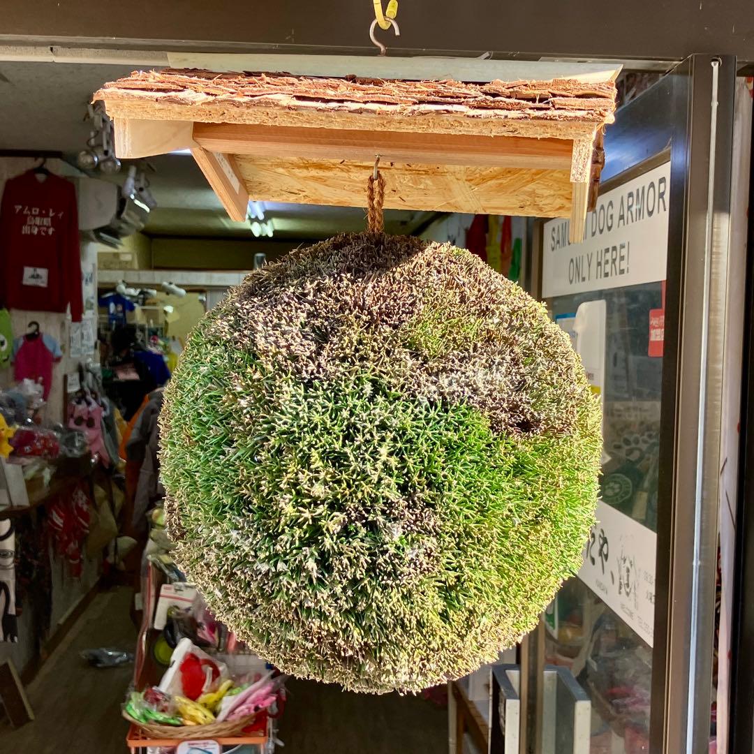 杉玉【屋根付き】①