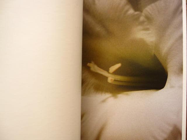 アート・デザイン・音楽 Lina Scheynius 08