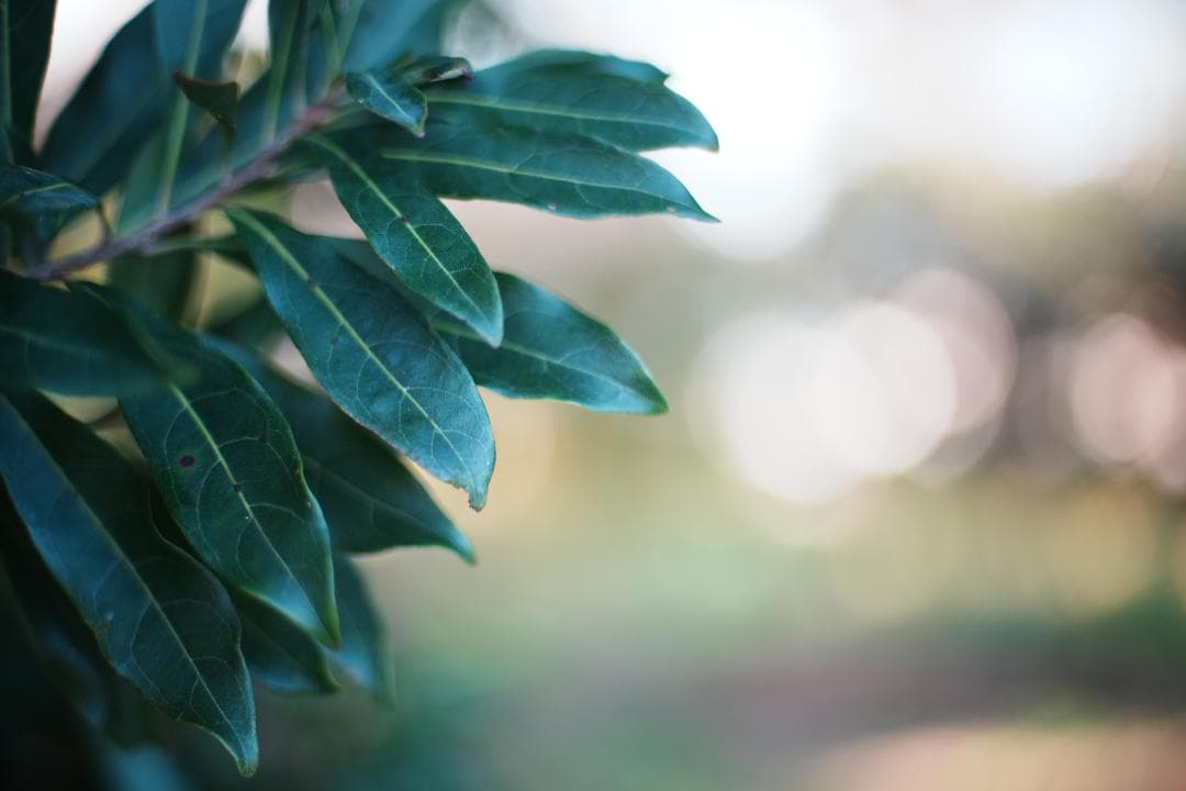 【整備＆テスト済】Nikon Ai Nikkor 50mm F1.4 452